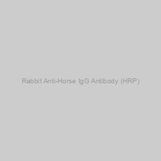Image of Rabbit Anti-Horse IgG Antibody (HRP)